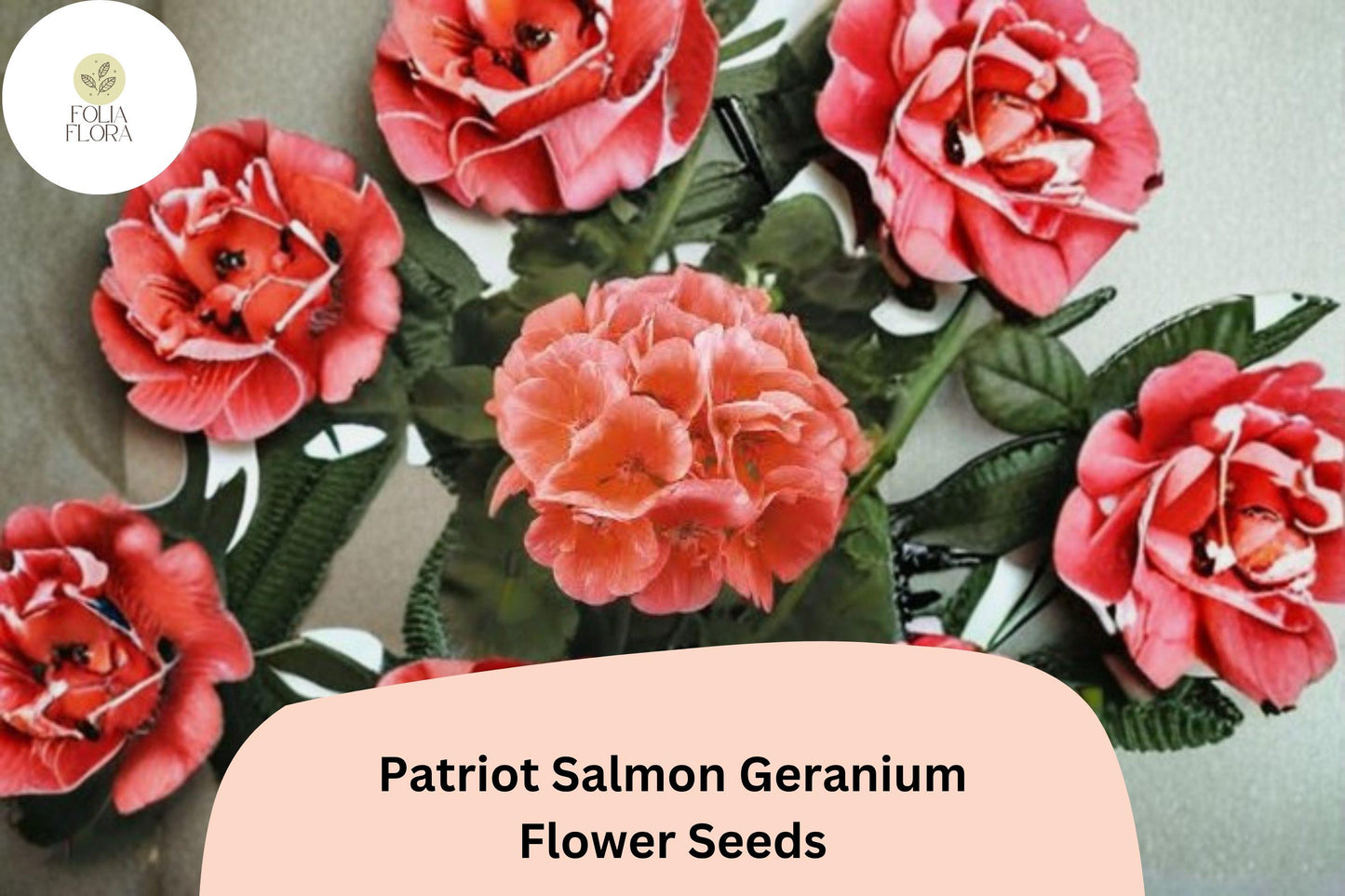 25+ Patriot Salmon Geranium Seeds | Hardy Perennial | Salmon-Pink Blooms for Garden Beds & Containers