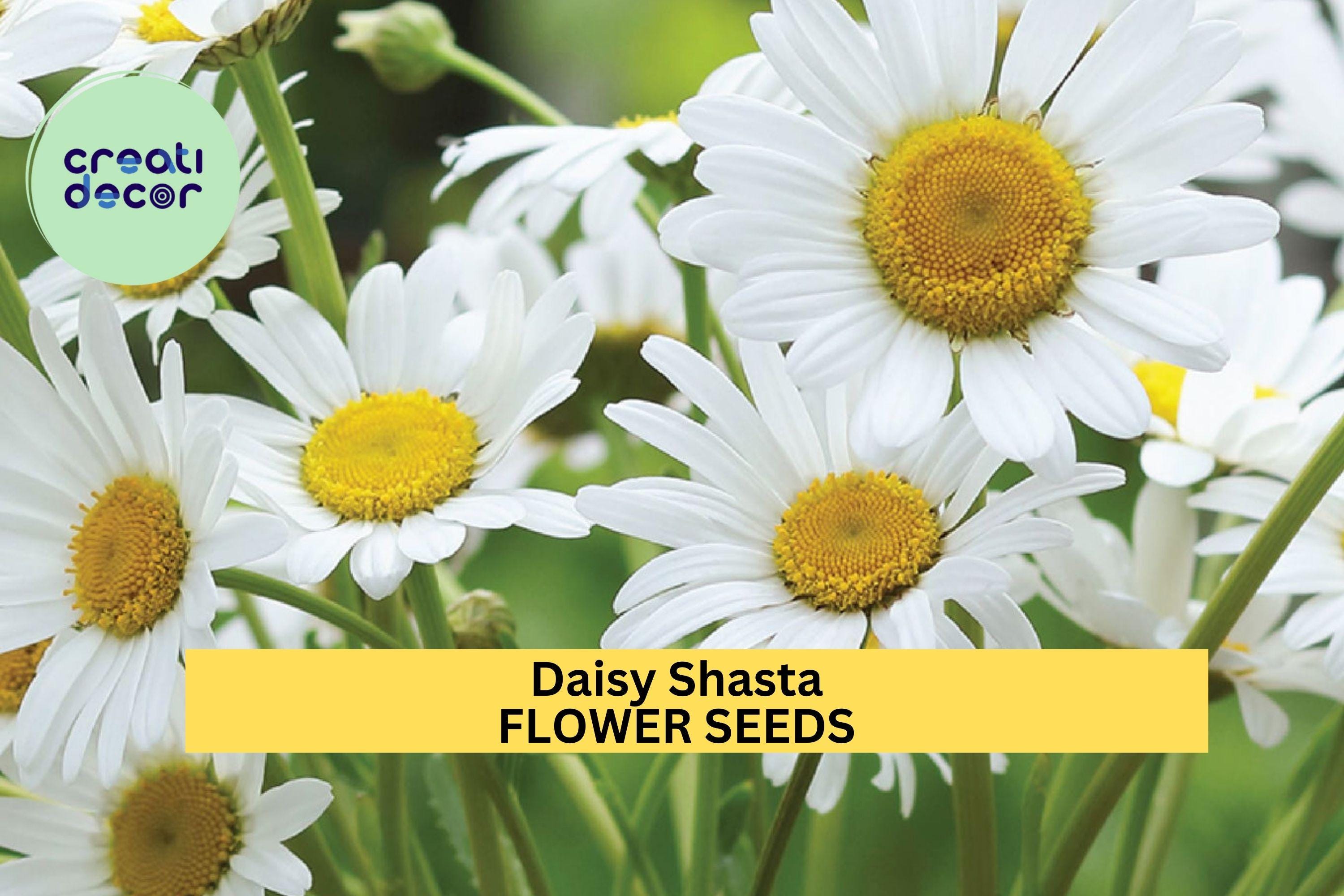3pcs of 100mg Shasta Daisy Seeds – White Perennial Flowers for Pollinator-Friendly Borders & Cottage Gardens Seeds for Planting