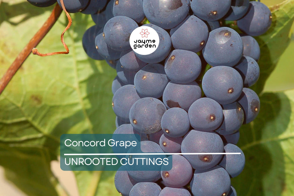 Organic Concord Grape Cuttings - 12+ Hardy, Perennial Vine for Rooting, Perfect for Jam and Juice