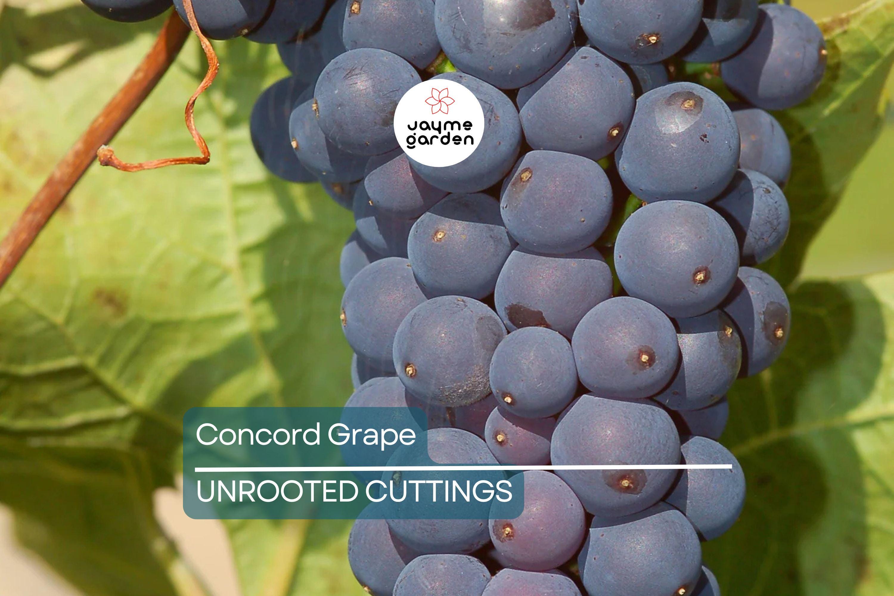 Organic Concord Grape Cuttings - 12+ Hardy, Perennial Vine for Rooting, Perfect for Jam and Juice