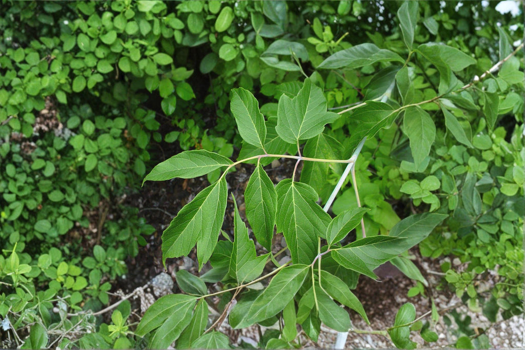 Boxelder Maple – Acer negundo 10 Seeds | Fast-Growing Native Maple | Hardy Shade Tree | Adaptable Deciduous Tree