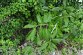 Boxelder Maple – Acer negundo 10 Seeds | Fast-Growing Native Maple | Hardy Shade Tree | Adaptable Deciduous Tree