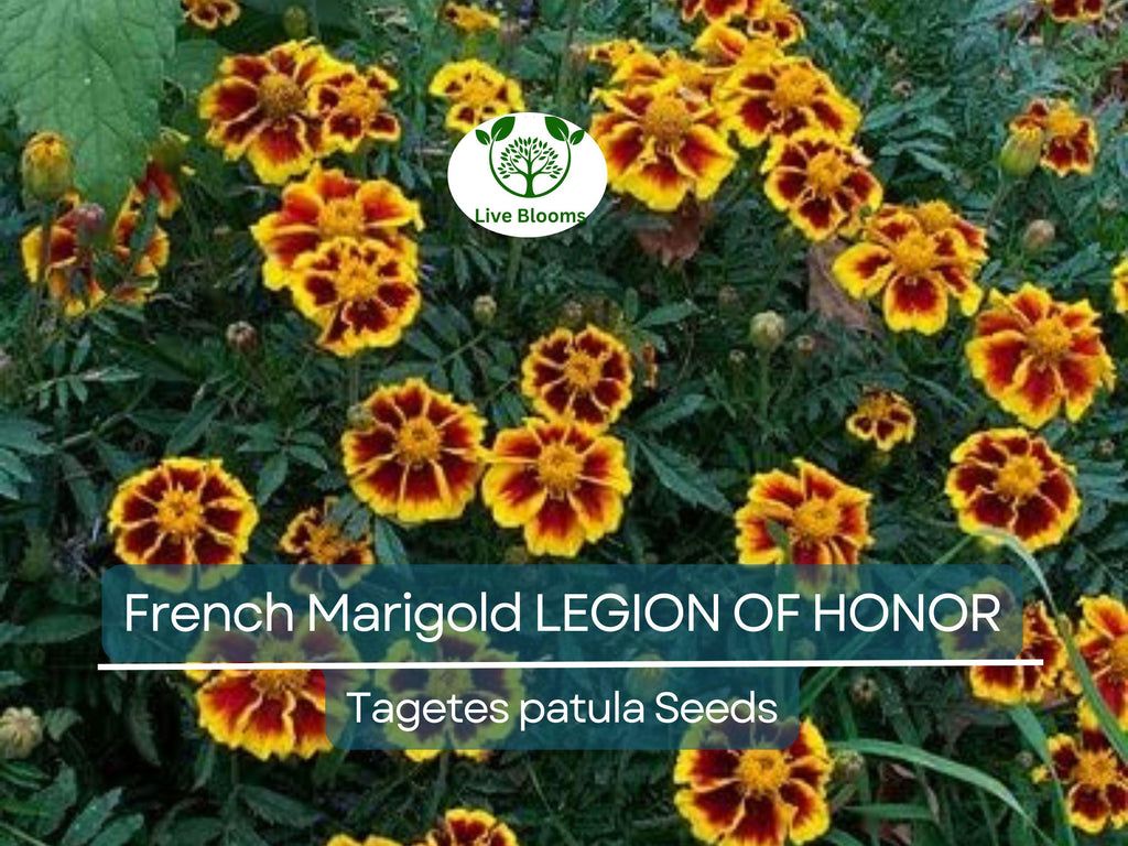 200 Seeds French Marigold LEGION Of HONOR Dwarf, Non-GMO, Beneficial Flowers, Tagetes patula, Garden Annual, Easy to Grow
