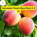 1 Bare Root Harvester Peach Tree (Prunus persica) 2-3 Ft Tall Live Fruit Tree Ready to Plant