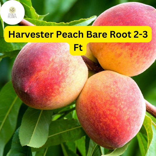 1 Bare Root Harvester Peach Tree (Prunus persica) 2-3 Ft Tall Live Fruit Tree Ready to Plant