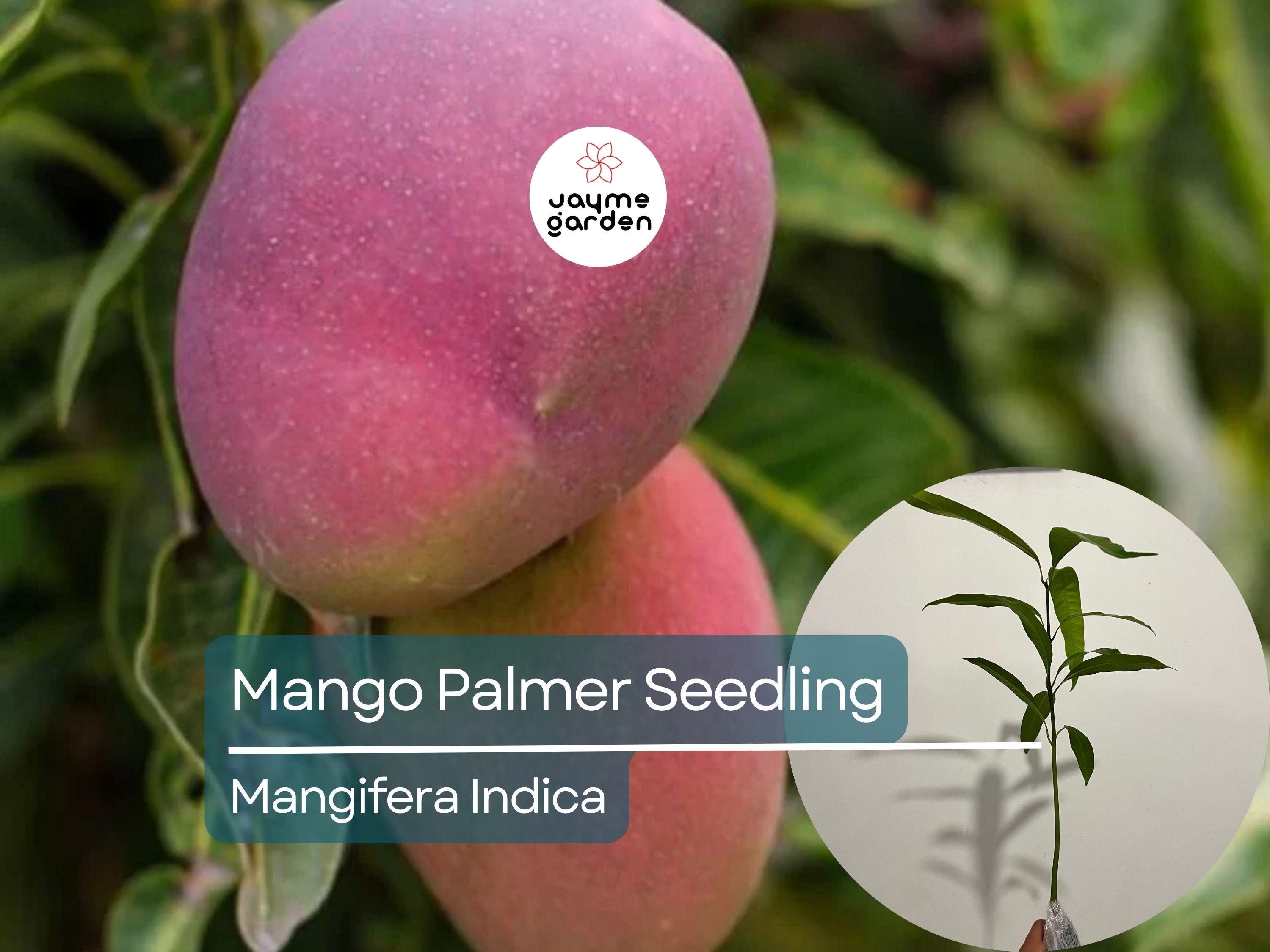 Palmer Mango Seedling - Mangifera Indica, 1-2 ft Tall - Tropical Sweet Fruit Live Starter Plant, Grown from Seed, Ideal for Warm Climates