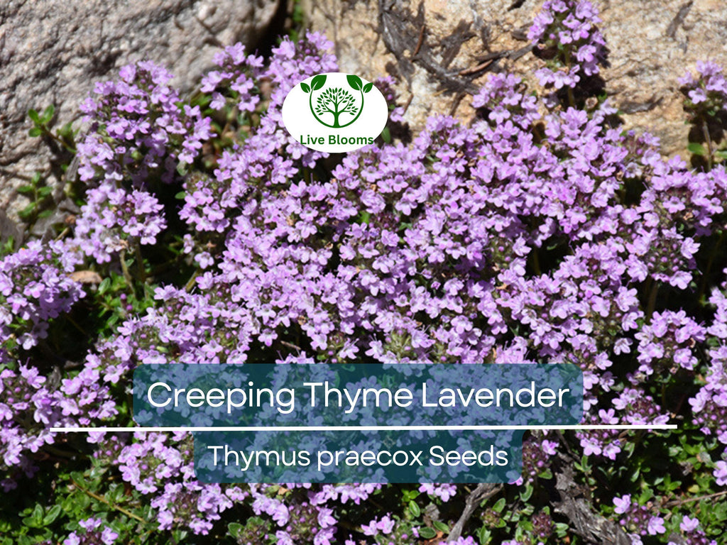 1000 Seeds Creeping Thyme Lavender Groundcover, Perennial Purple Flowers, Non-GMO, Thymus praecox