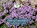1000 Seeds Creeping Thyme Lavender Groundcover, Perennial Purple Flowers, Non-GMO, Thymus praecox