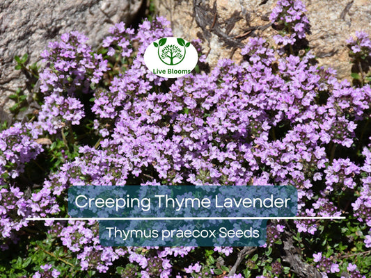 1000 Seeds Creeping Thyme Lavender Groundcover, Perennial Purple Flowers, Non-GMO, Thymus praecox