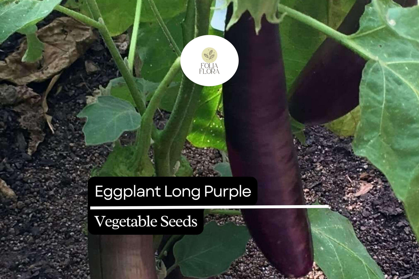 300mg Eggplant Long Purple Seeds Solanum melongena | Heirloom Variety, Tender & Mild Flavor, High-Yield Plants