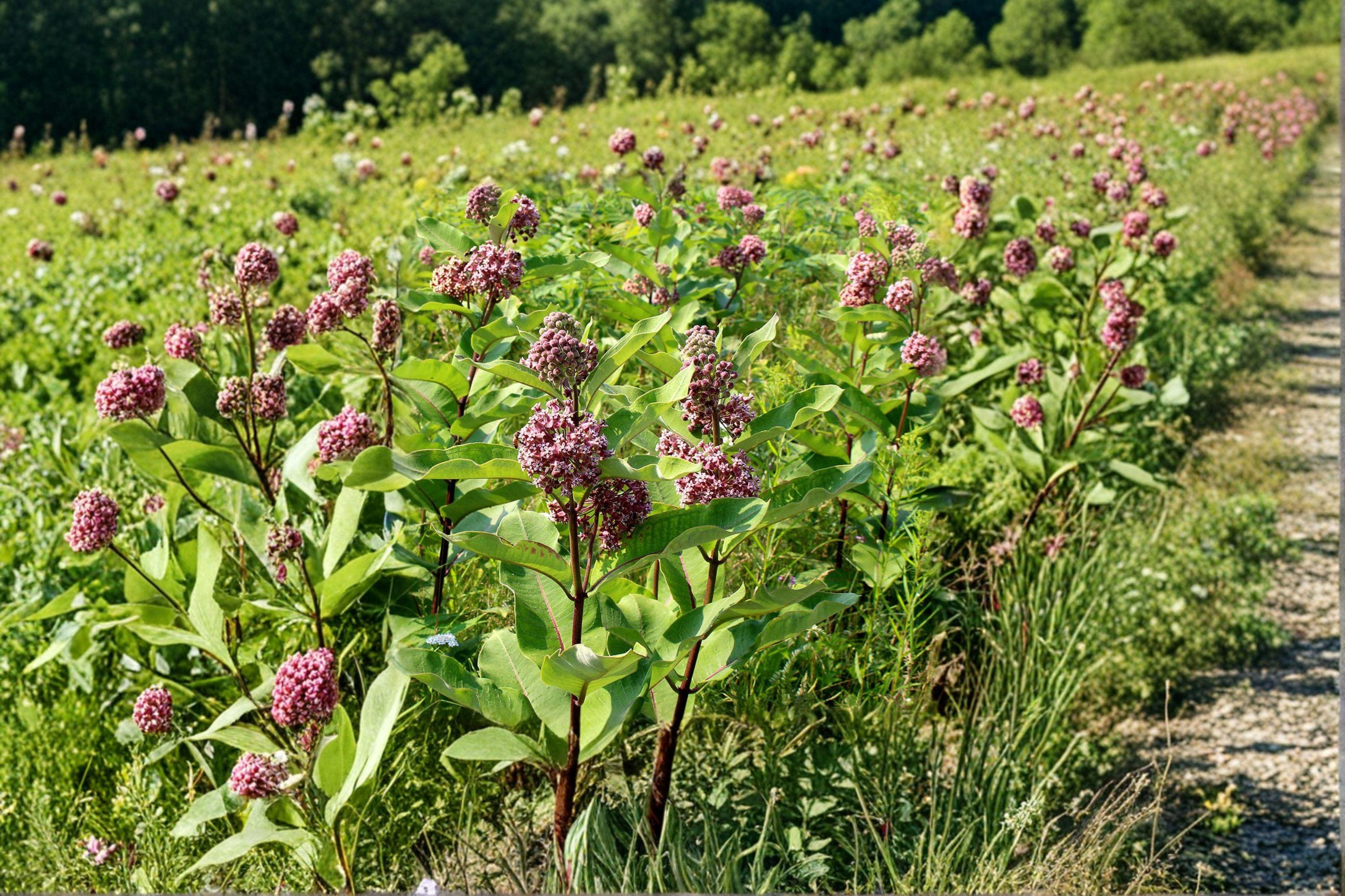 Asclepias syriaca – Common Milkweed | 15 Seeds | Native Milkweed Wildflower | Monarch Butterfly Host Plant