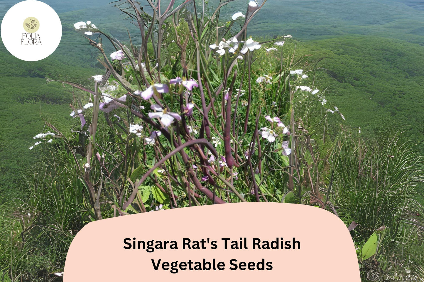 500+ Singara Rat's Tail Radish Seeds – Edible Pods & Heirloom Garden Radish