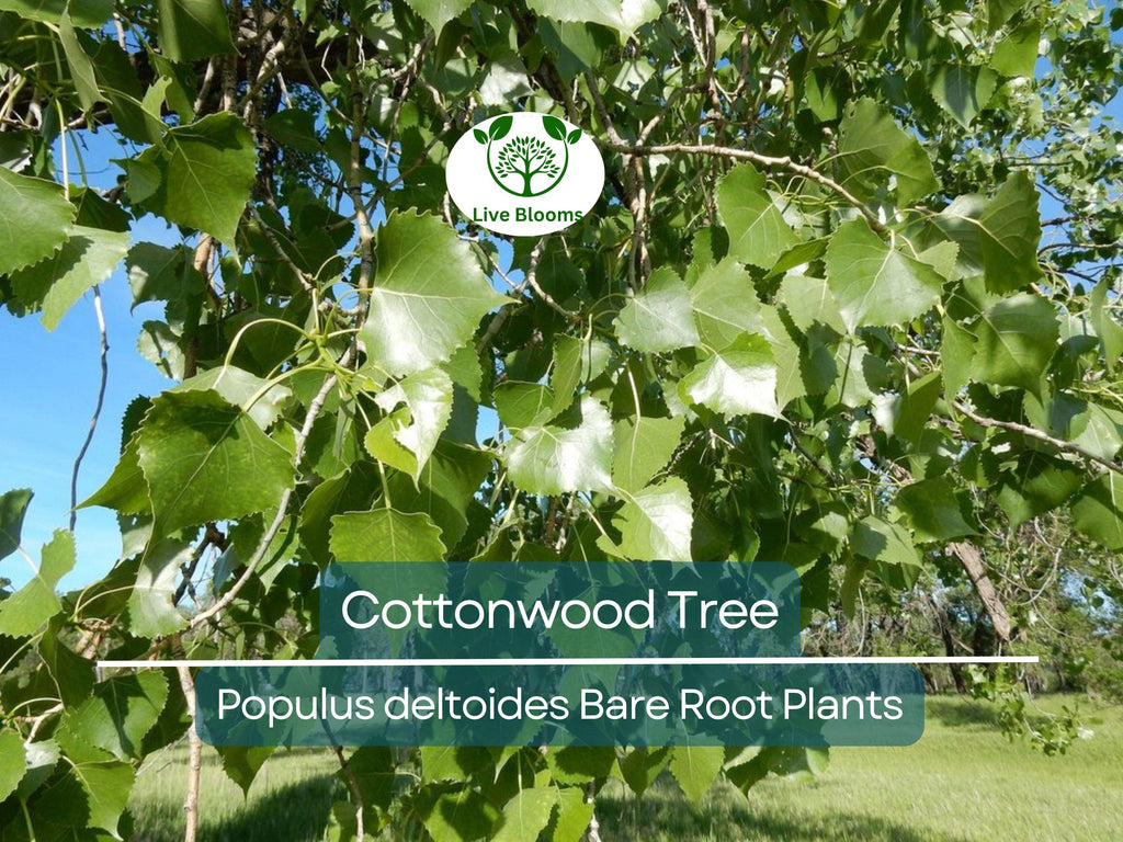 1 Cottonwood Tree – 1–2 Ft Live Bare Root Plant – Populus Deltoides Sapling – Super Fast Growing Shade Tree for Large Landscapes