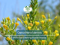 200 Seeds Primrose Evening (Oenothera biennis) Wildflower - Evening Blooming, Hardy Perennial, Attracts Pollinators, Easy to Grow for Garden