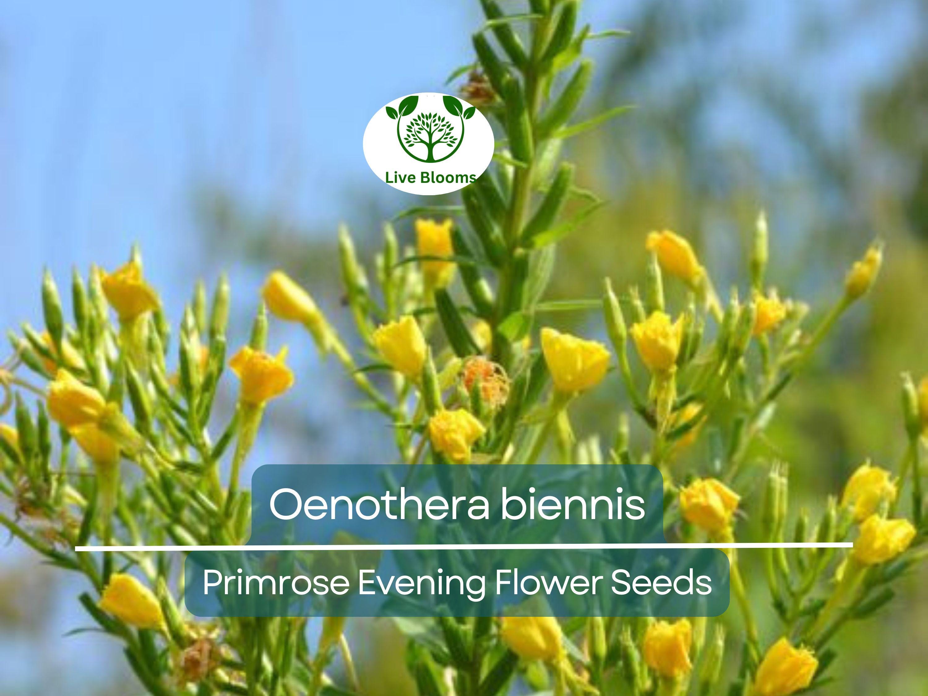 200 Seeds Primrose Evening (Oenothera biennis) Wildflower - Evening Blooming, Hardy Perennial, Attracts Pollinators, Easy to Grow for Garden