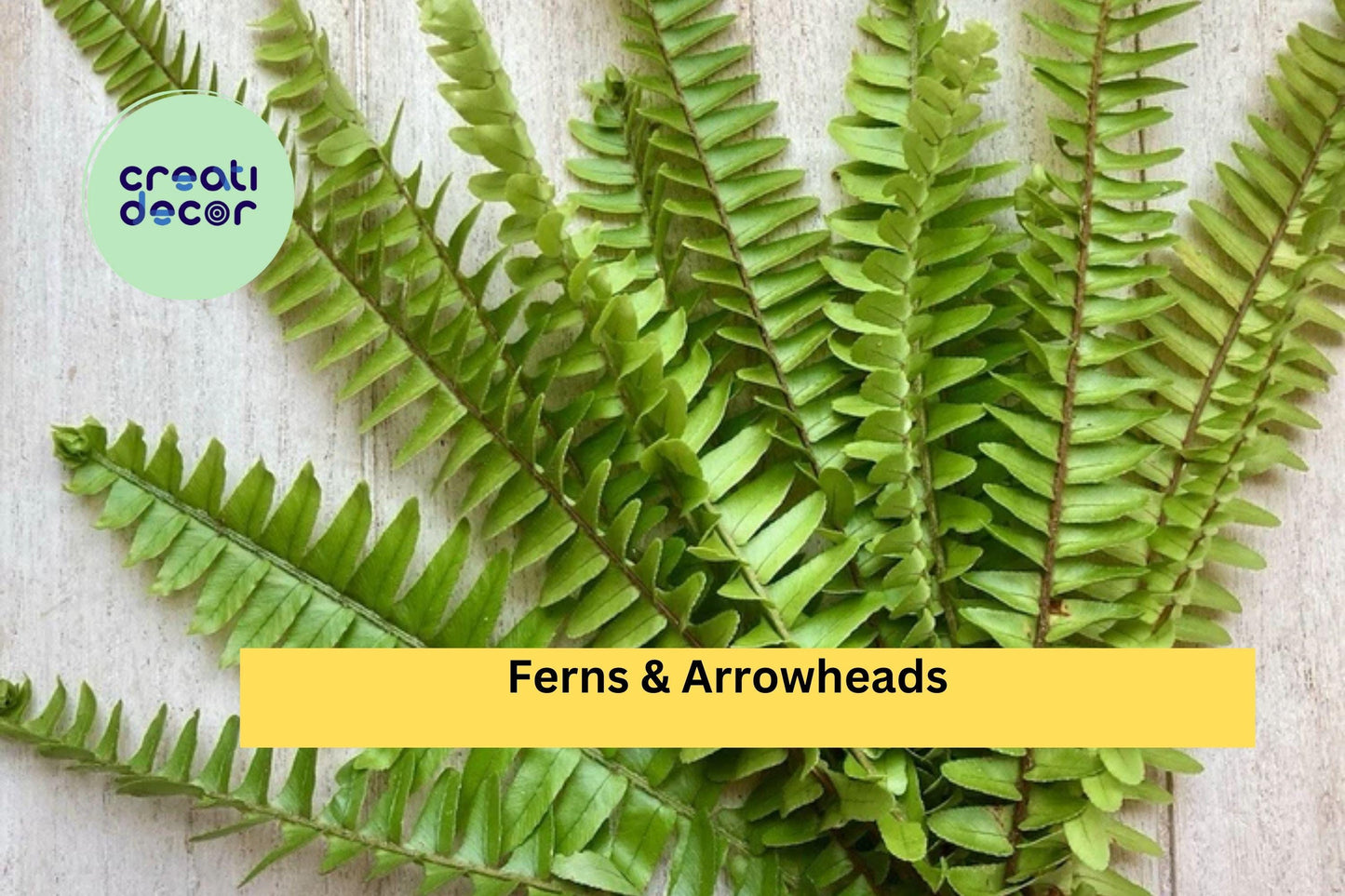 10 Rooted Plant Cuttings – Mix of Ferns and Arrowhead Plants, Healthy Live Starter Houseplants for Indoor Pots or Tropical Garden Decor