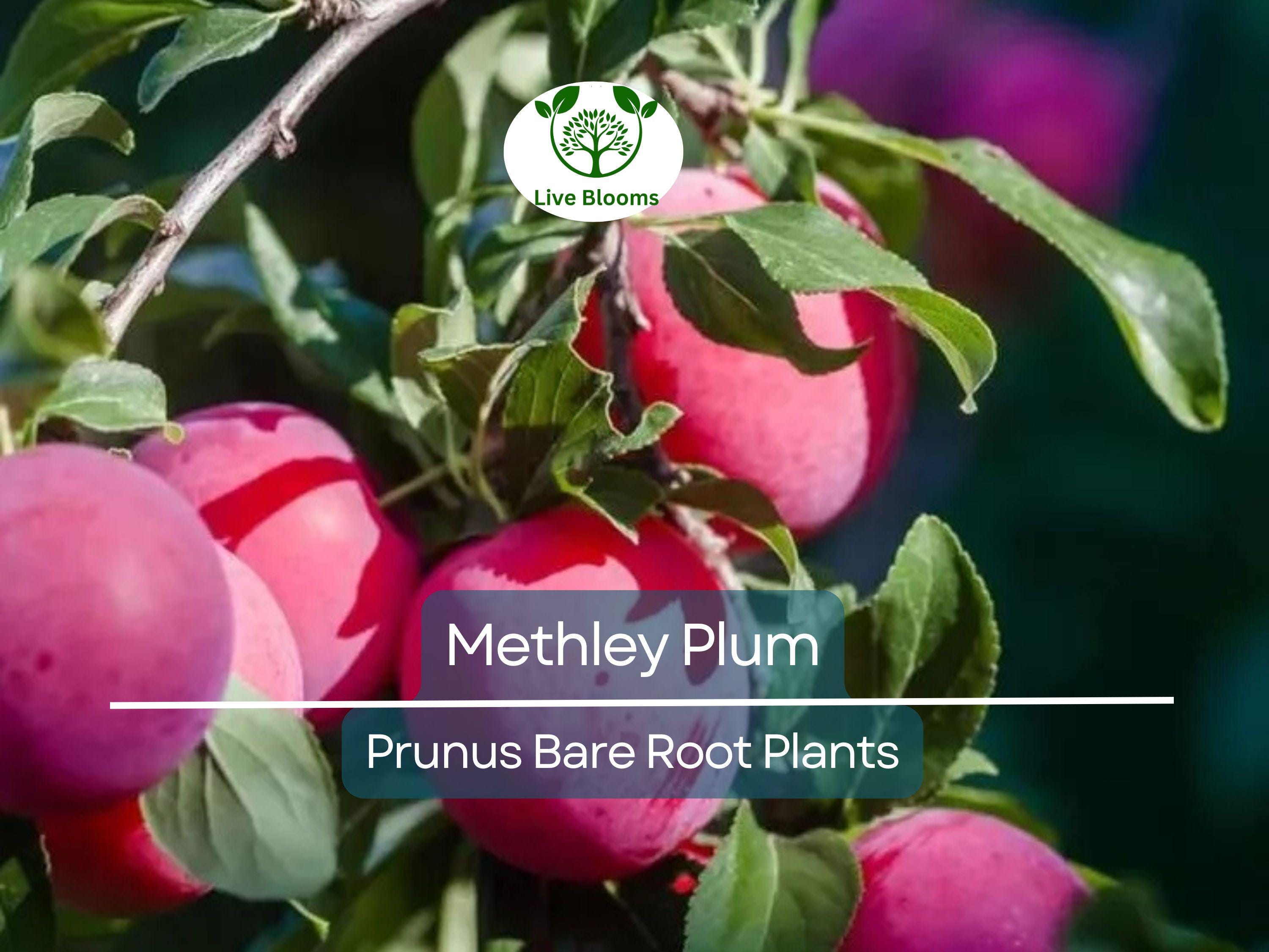 1 Methley Plum Tree – Live Bare Root Fruit Tree (2ft) – Juicy, Sweet Red Plums – Self-Fertile & Cold Hardy – Zone 5–9