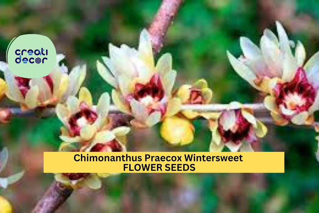 10 Seeds Chimonanthus Praecox – Wintersweet Tree Seeds for Planting – Fragrant Yellow Blooms for Winter Gardens