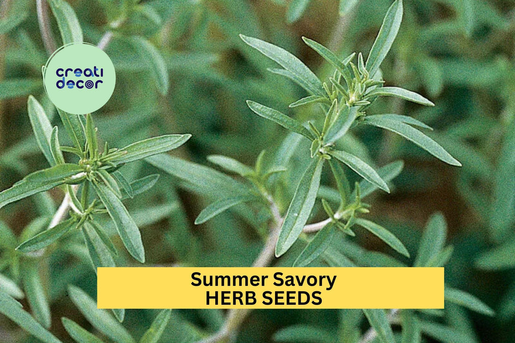 3pcs of 1g Summer Savory Seeds – Aromatic Culinary Herb for Cooking, Garden Beds, and Container Planting Seeds for Planting