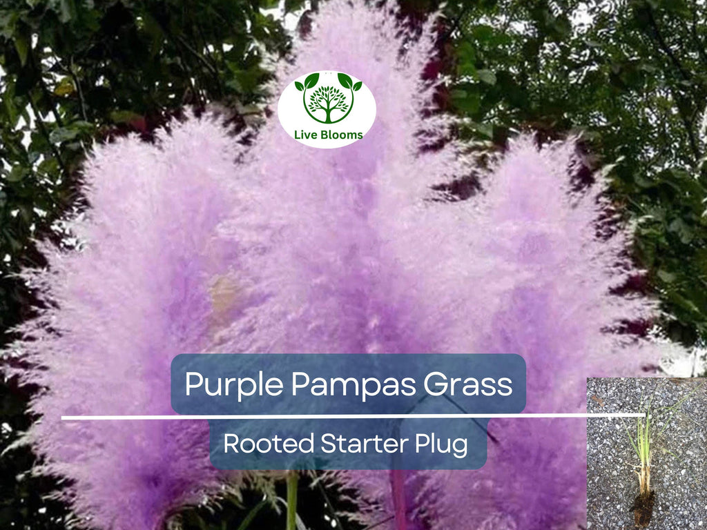 3 Plugs Purple Pampas Grass (Cortaderia selloana) – Ornamental Grass for Landscaping, Garden Decor