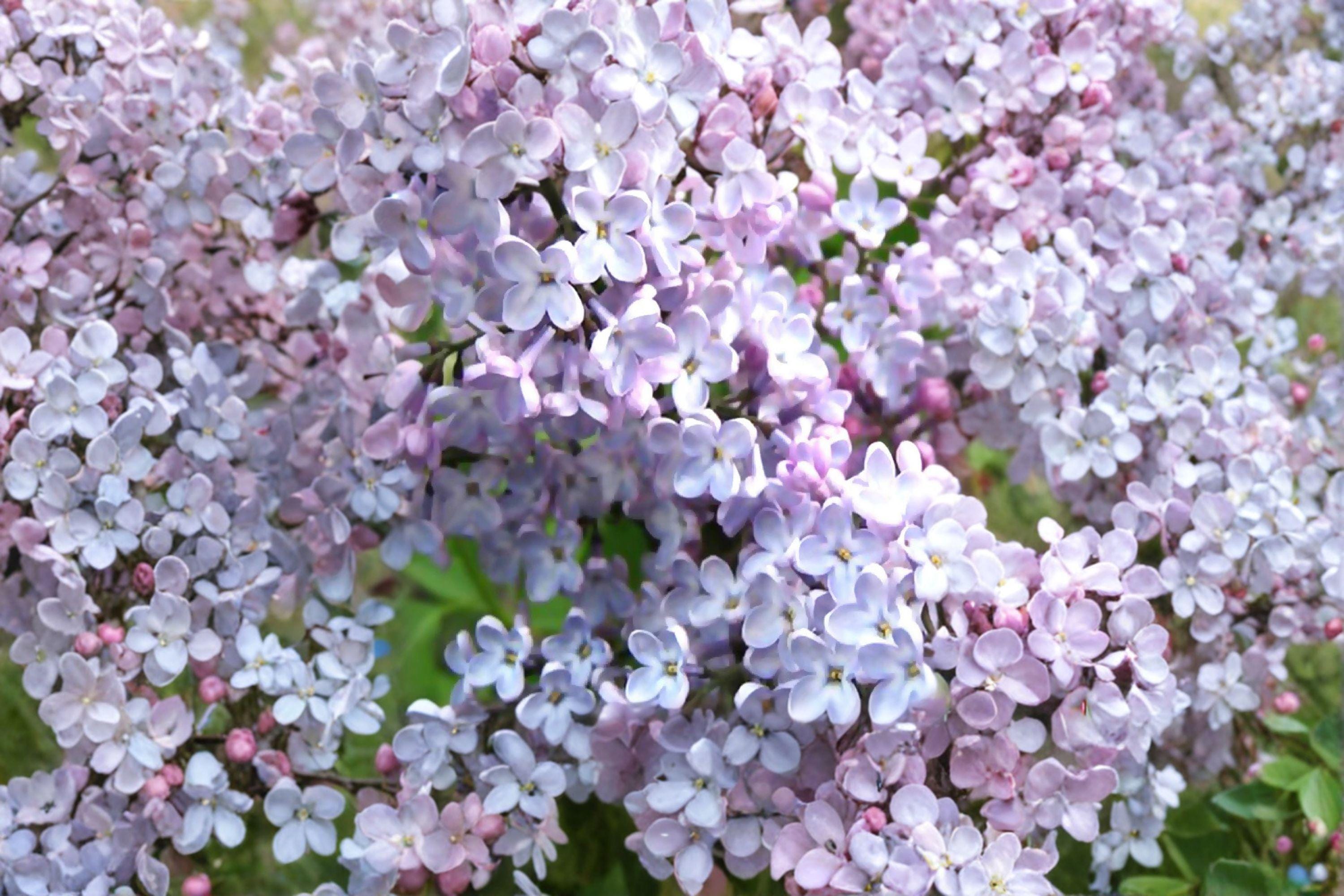 Early Lilac Seeds – Syringa oblata | 25 Seeds | Fragrant Spring Flowering Shrub | Hardy Ornamental Garden