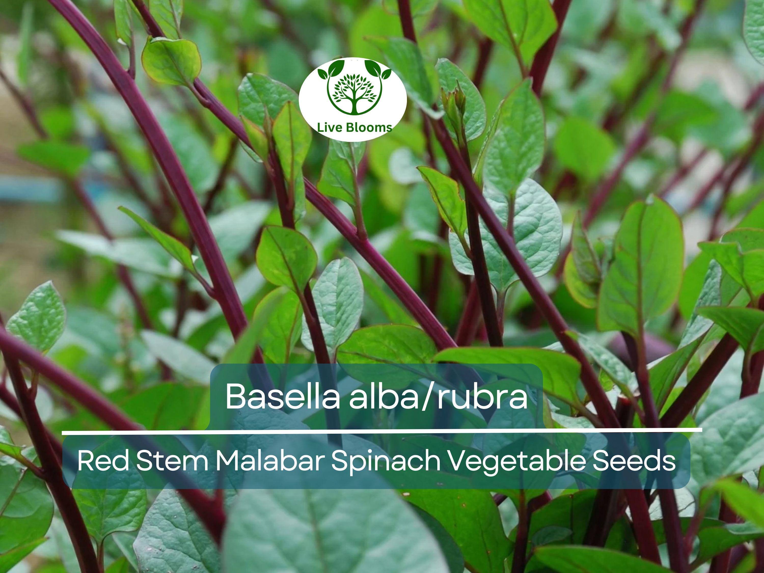 500 mg Seeds Malabar Spinach Red Stem – Basella alba/rubra | Heirloom Vegetable for Planting & Thriving Summer Harvests