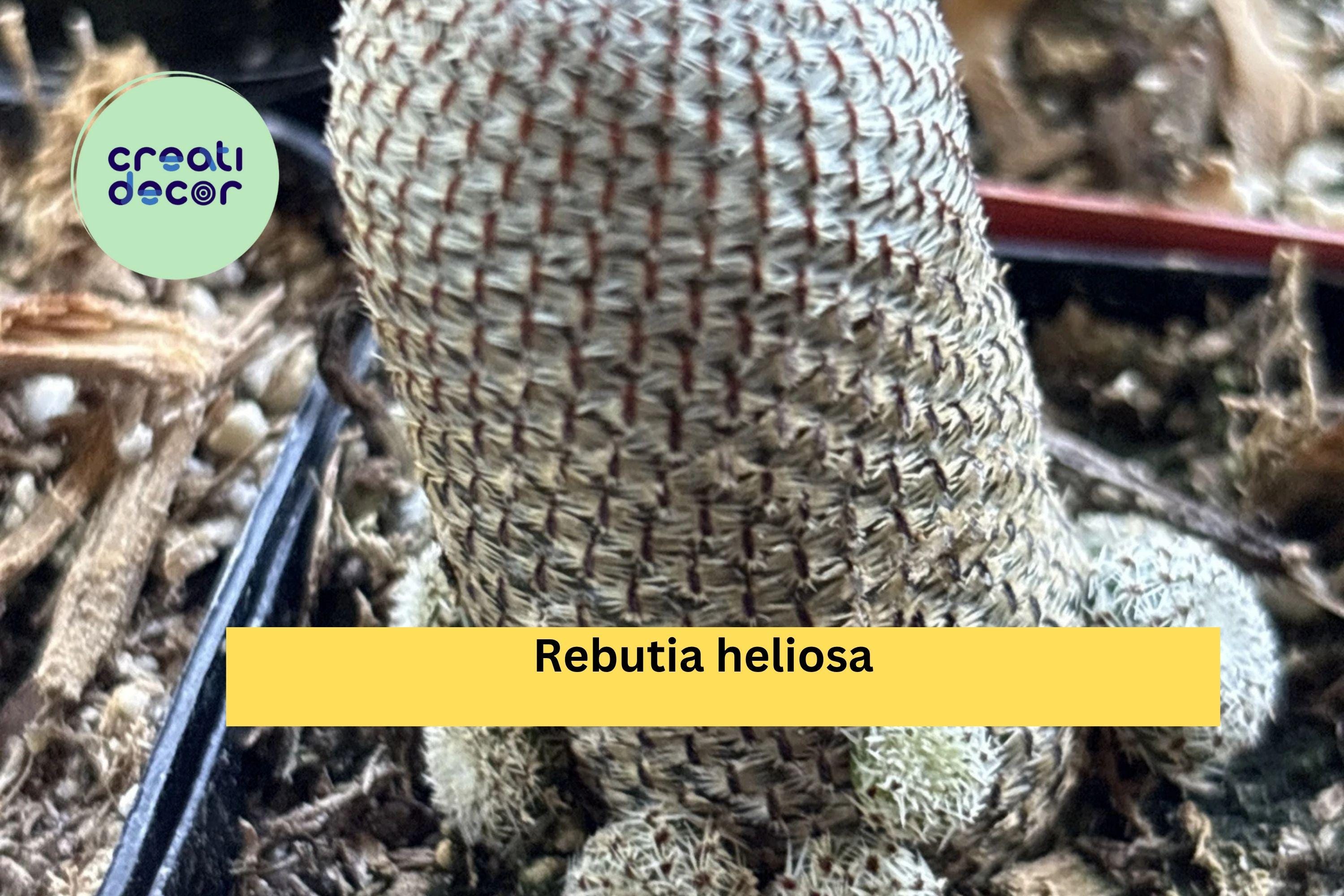 Rebutia heliosa Live Cactus – Rooted 2" Pot, Mini Clumping Succulent with Orange Blooms, Easy Collector Variety for Indoor Displays