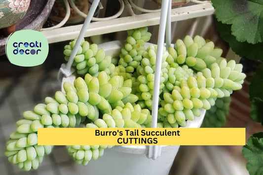 5 Burro’s Tail Succulent Cuttings | Sedum Morganianum | Fresh Live Unrooted Stems | Easy to Grow | Great for Beginners