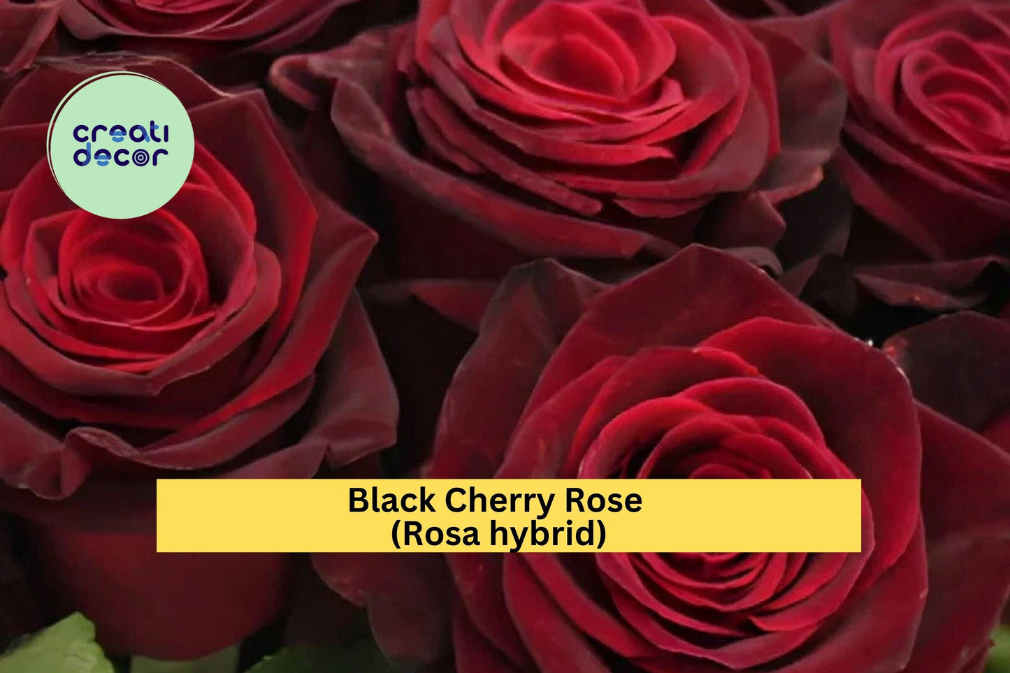 Black Cherry Rose Cuttings (3 Pack) – Rare Heirloom Rosa Hybrid for Rooting or Grafting – Deep Red Blooming Rose Variety