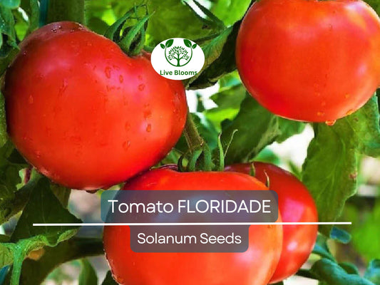 100 Floridade Tomato Seeds – Heirloom Determinate Variety | Lycopersicon esculentum | Non-GMO | Heat-Tolerant Slicing Tomato