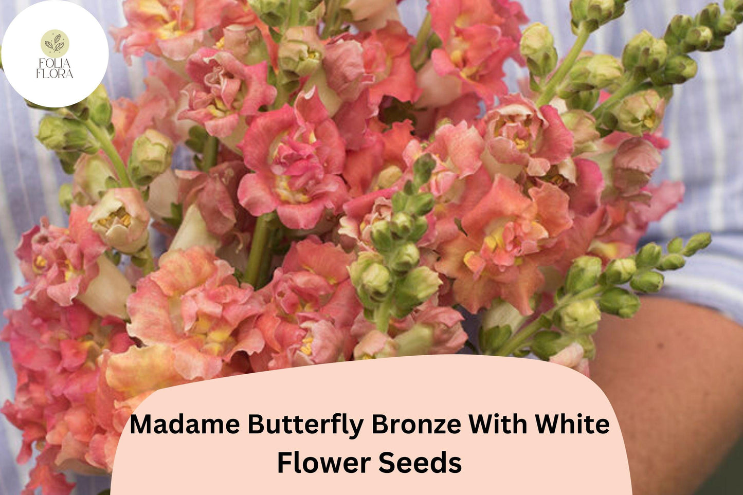Antirrhinum majus Madame Butterfly Bronze White Snapdragon Seeds – 1000+ Ruffled Blooms for Garden & Cut Flowers