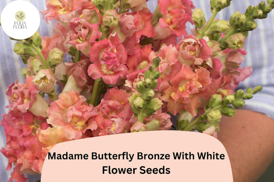 Antirrhinum majus Madame Butterfly Bronze White Snapdragon Seeds – 1000+ Ruffled Blooms for Garden & Cut Flowers