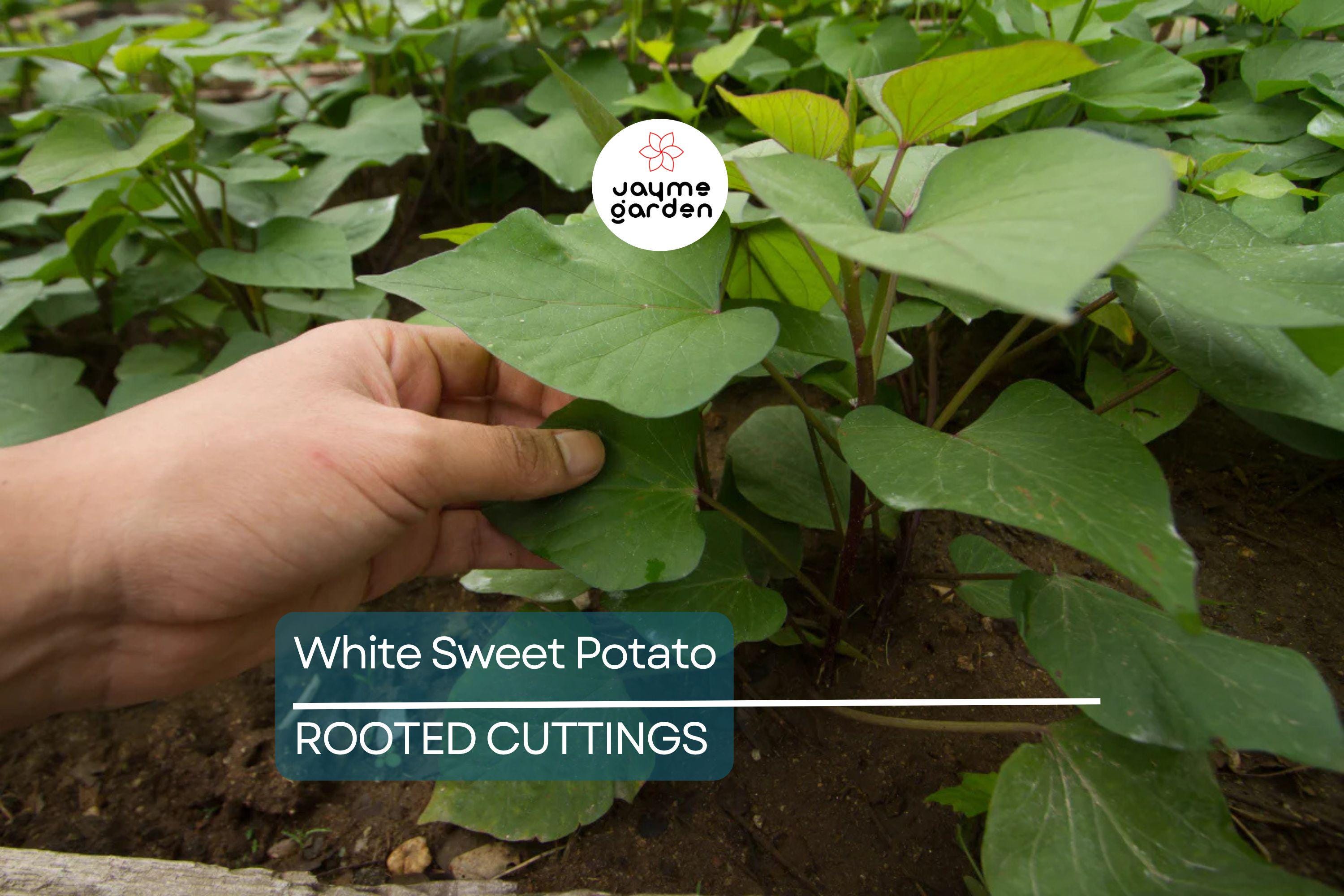 3 Rooted White Sweet Potato Plants With Pot | Live Cutting Vine Ready to Plant | Fresh Sweet Potato Plants