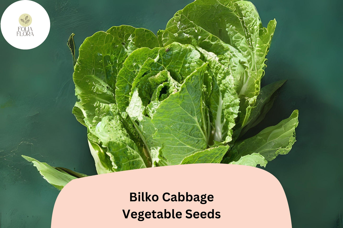 500+ Bilko Cabbage Seeds | Brassica rapa Pekinensis | Hybrid Napa Type | Bulk Garden Vegetable Seeds