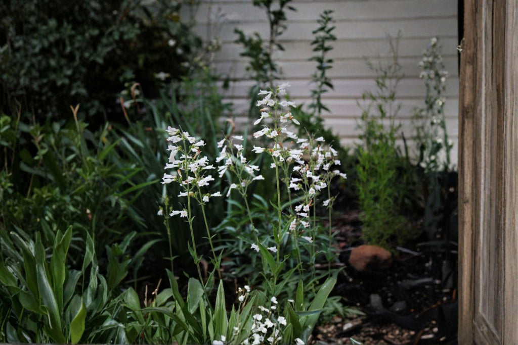 Pale Beardtongue Seeds – Penstemon pallidus | 100 Seeds | Native Wildflower for Pollinator & Prairie Gardens