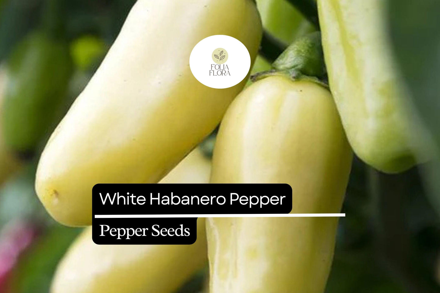 20 Seeds White Habanero Pepper, Rare Heirloom Variety, Extra Spicy & Aromatic