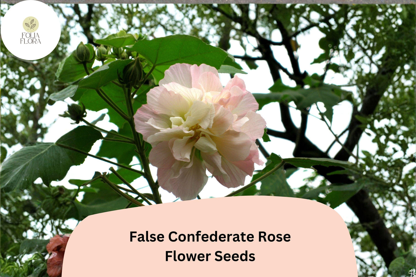 False Confederate Rose Seeds – 10 Hibiscus paramutabilis | Hardy Hibiscus Pink White Flowers