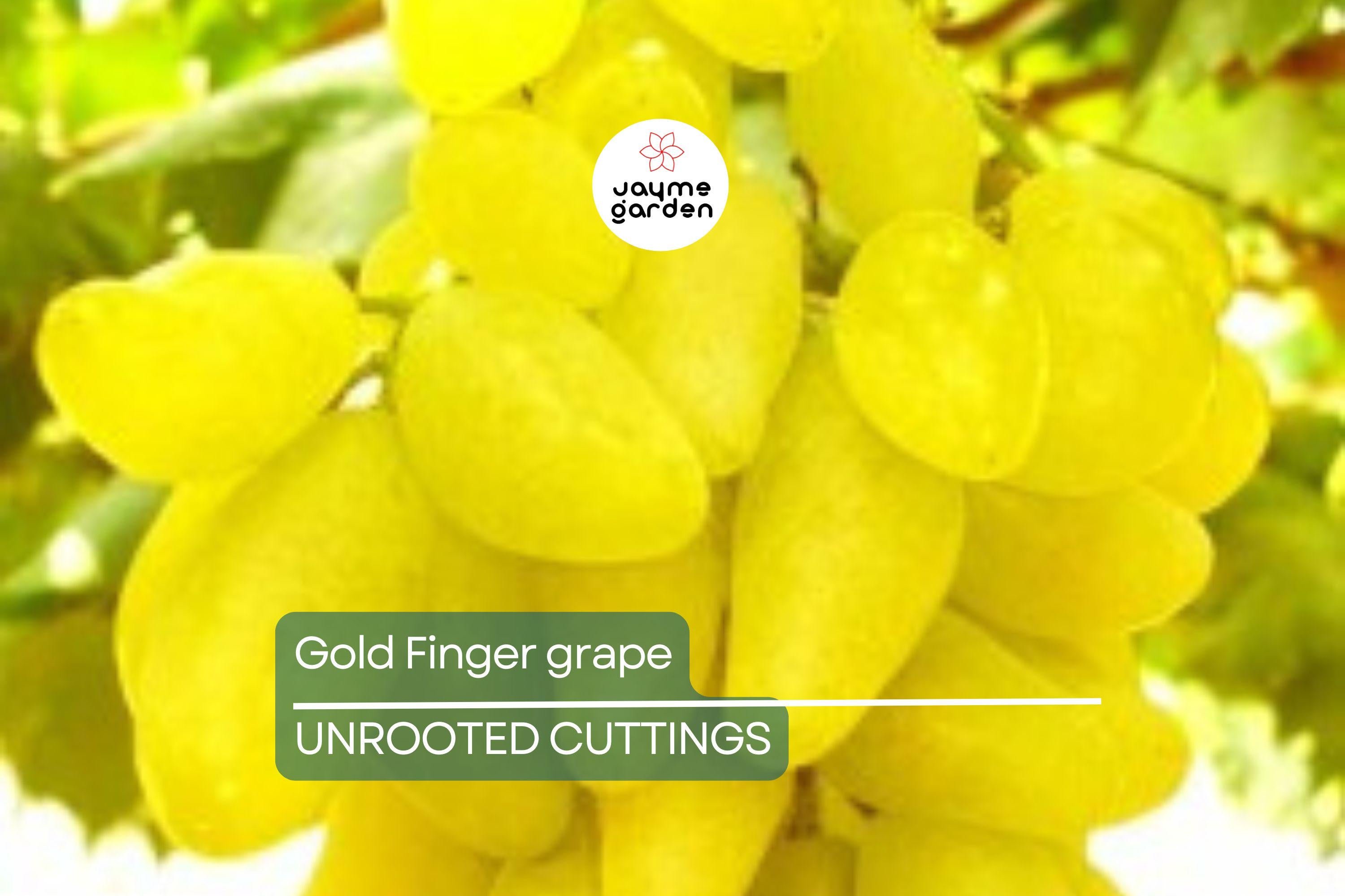 Gold Finger Grape Cuttings (2-3 Nodes) - Rare Exotic Variety, Sweet Honey Flavor, Easy to Root or Graft, Large Golden Table Grapes
