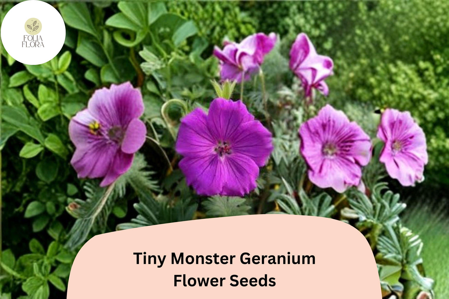 25+ Tiny Monster Geranium Seeds | Hardy Perennial Cranesbill | Purple Blooms for Garden Beds and Borders