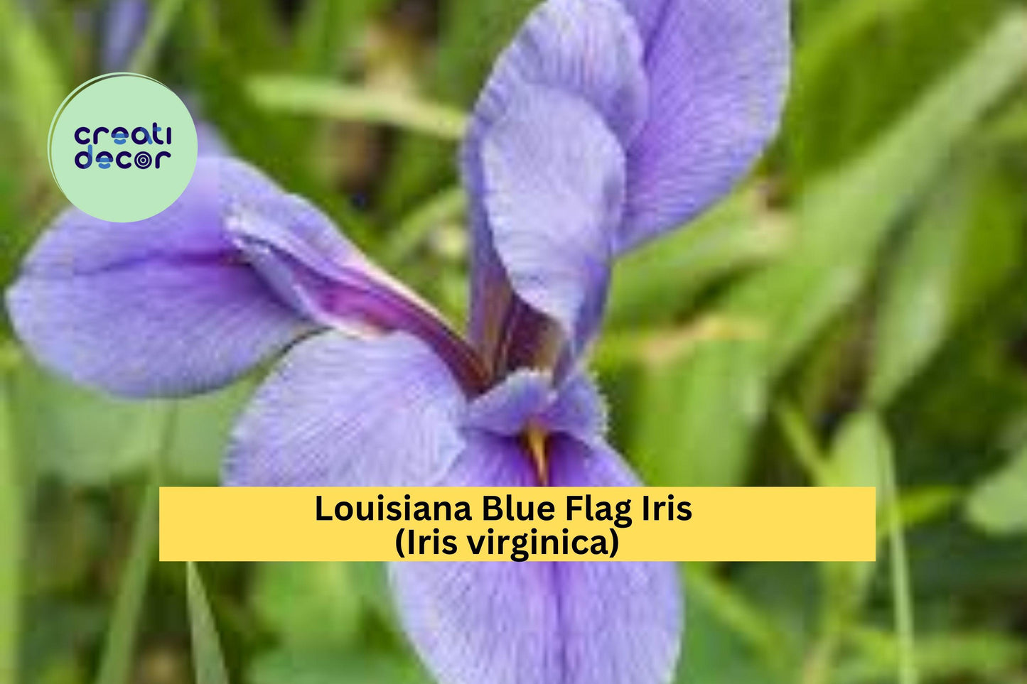 Louisiana Blue Flag Iris Live Aquatic Plant – Hardy Perennial for Pond Edges or Wet Gardens – Iris virginica Bare Root