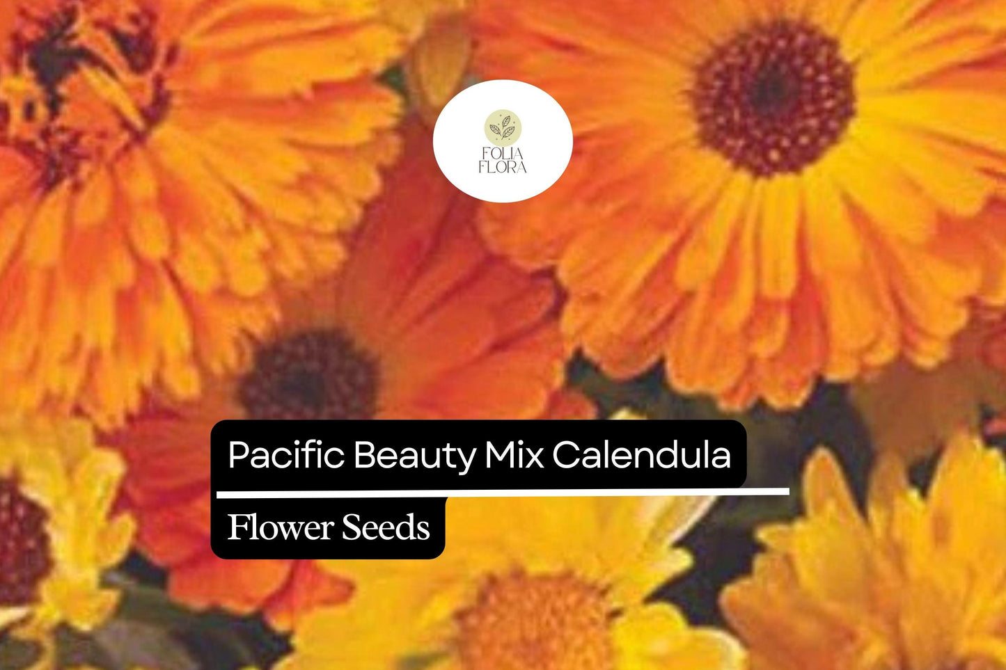 Pacific Beauty Mix Calendula (Calendula officinalis) | 50-1000 Seeds – Bright, Vibrant Blooms for Gardens