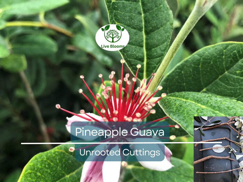 4 Unrooted Cuttings 6-8" Pineapple Guava Tree (Feijoa sellowiana) for Propagation – Tropical Fruit Tree