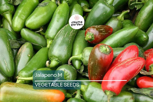 300 Jalapeno M Pepper Seeds - Hot & Spicy | Non-GMO Heirloom | 5,000 SHU Mild Heat | High Yield | USA Seller | Free Shipping
