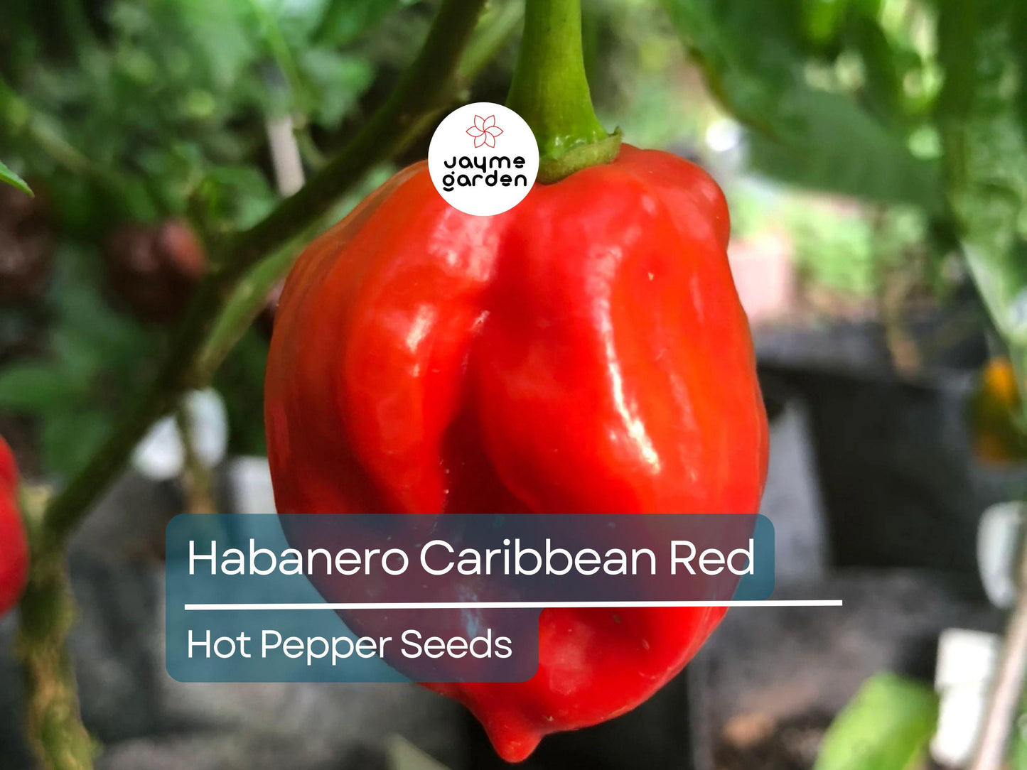 250mg Seeds Habanero Caribbean Red Hot Pepper | Heirloom Pepper for Planting | Extra Spicy | Compact Plant | Perfect for Salsas & Sauces
