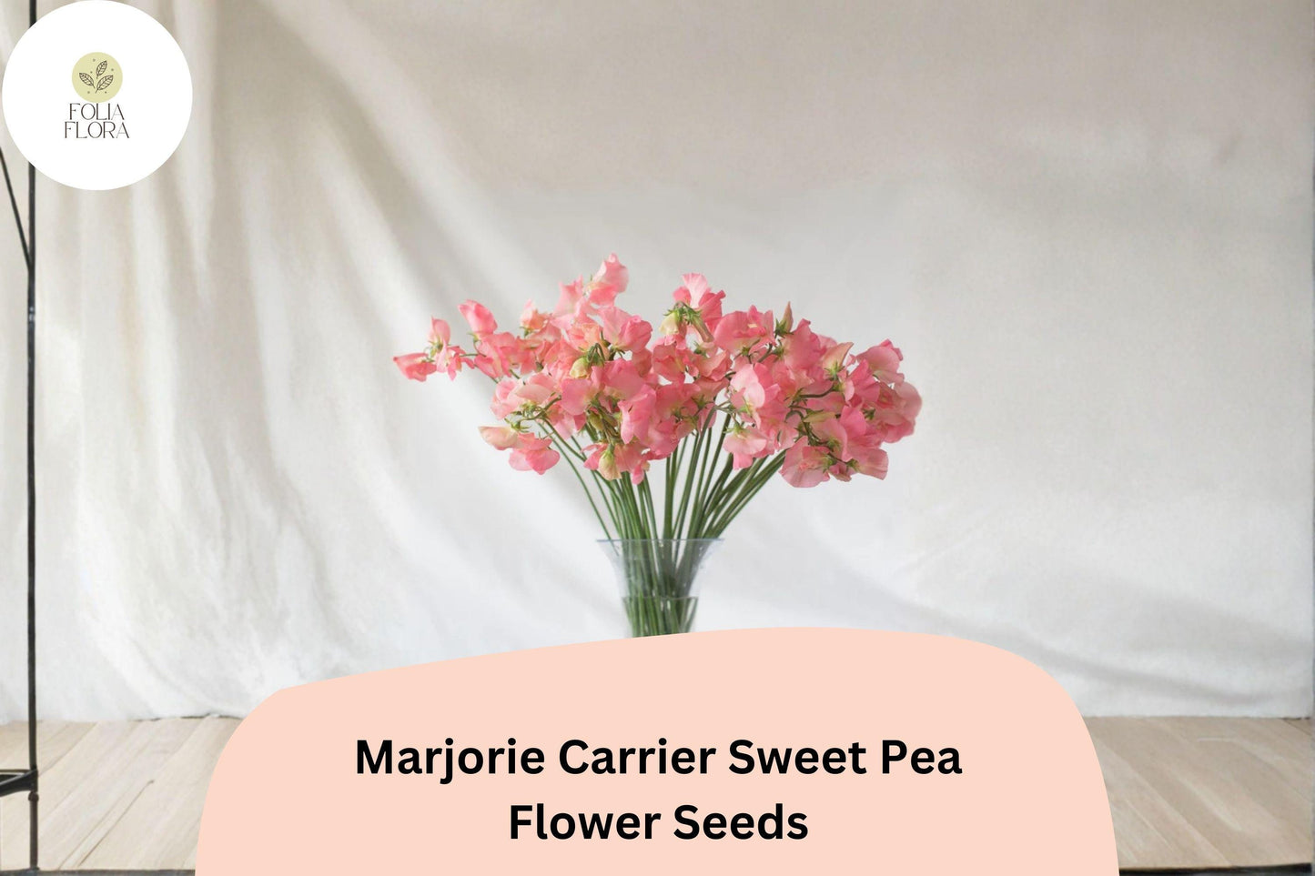 50+ Marjorie Carrier Sweet Pea Seeds | Lathyrus odoratus | Fragrant Pink Climbing Flowers
