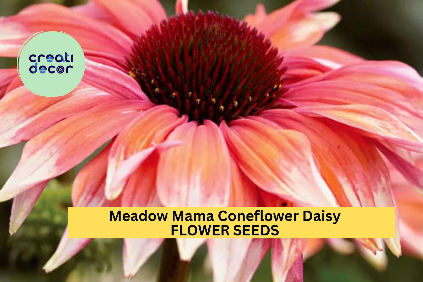 200+ Meadow Mama Coneflower Seeds – Unique Pink & White Petals for Garden Planting, Drought-Tolerant Pollinator Flowers – USA