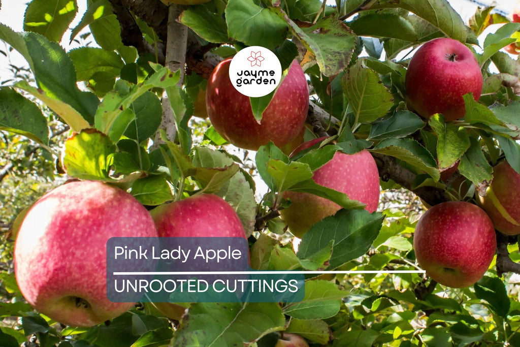 1 Pink Lady Apple Scions – 5" Organic Non-GMO Cuttings for Grafting Fruit Trees