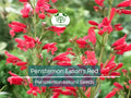 200 Seeds Penstemon Eaton's Red, Hummingbird Perennial Beardtongue, Non-GMO, Vibrant Red Flowers, Attracts Pollinators, Hardy Garden Plant