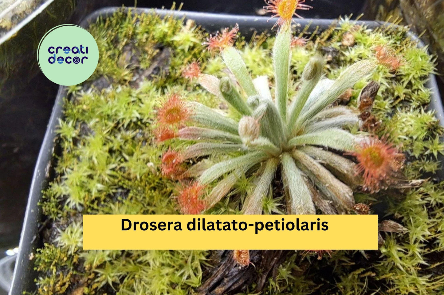 Drosera dilatato-petiolaris | Live Carnivorous Sundew Plant | Rare Tropical Collector Species