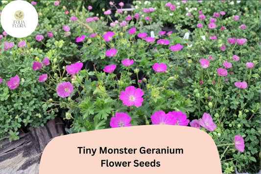 25+ Tiny Monster Geranium Seeds | Hardy Perennial Cranesbill | Purple Blooms for Garden Beds and Borders